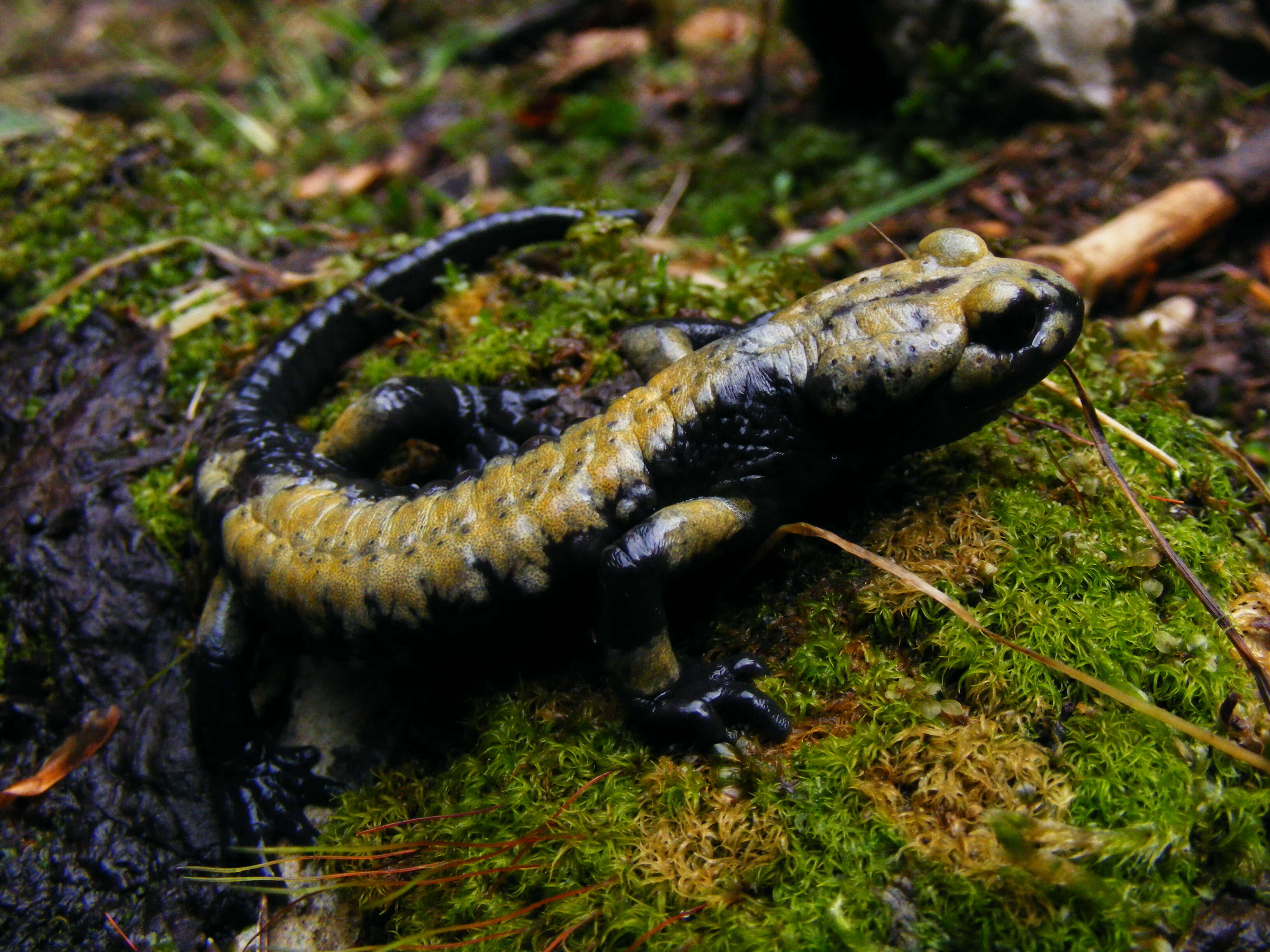 Image of Salamandra atra aurorae