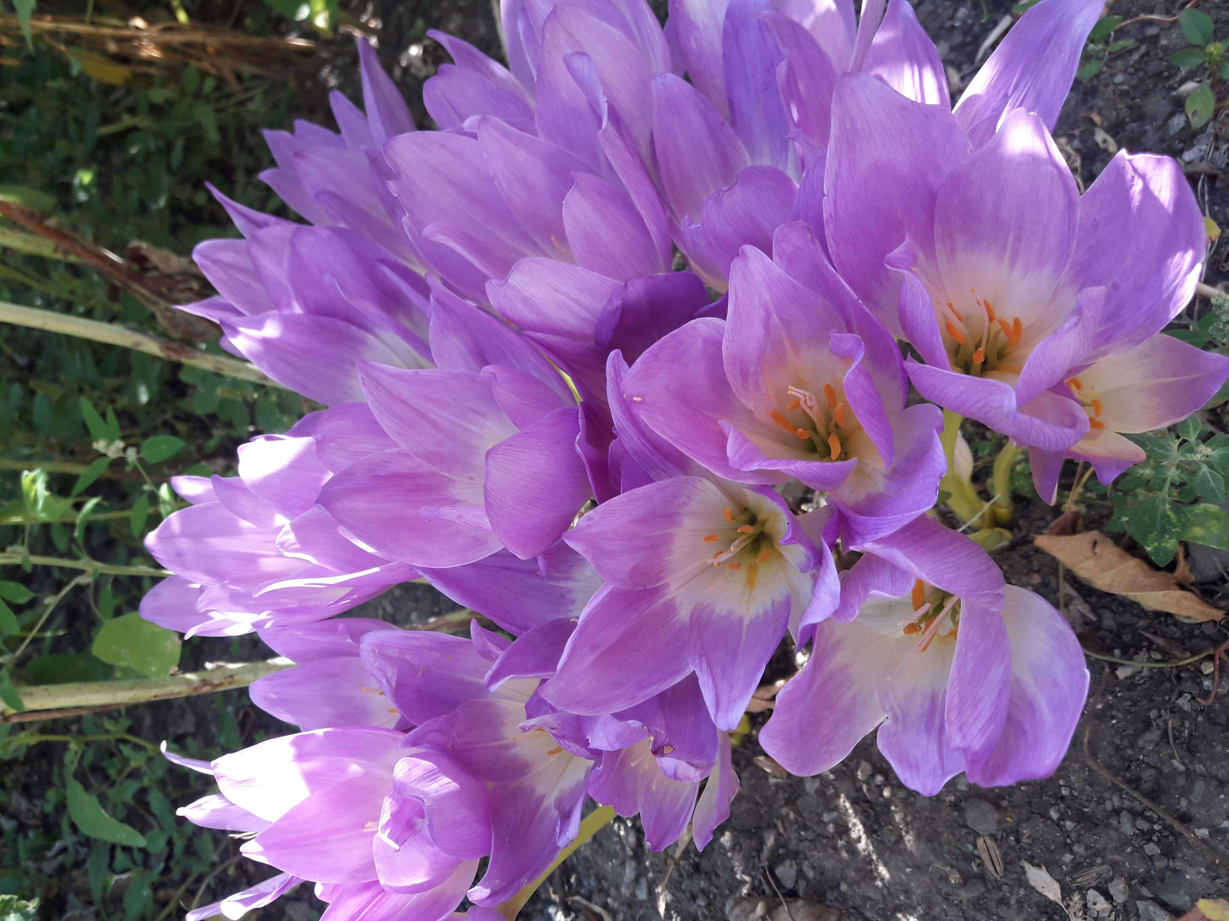 Image of colchicum