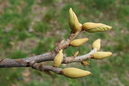 Image of nutmeg hickory