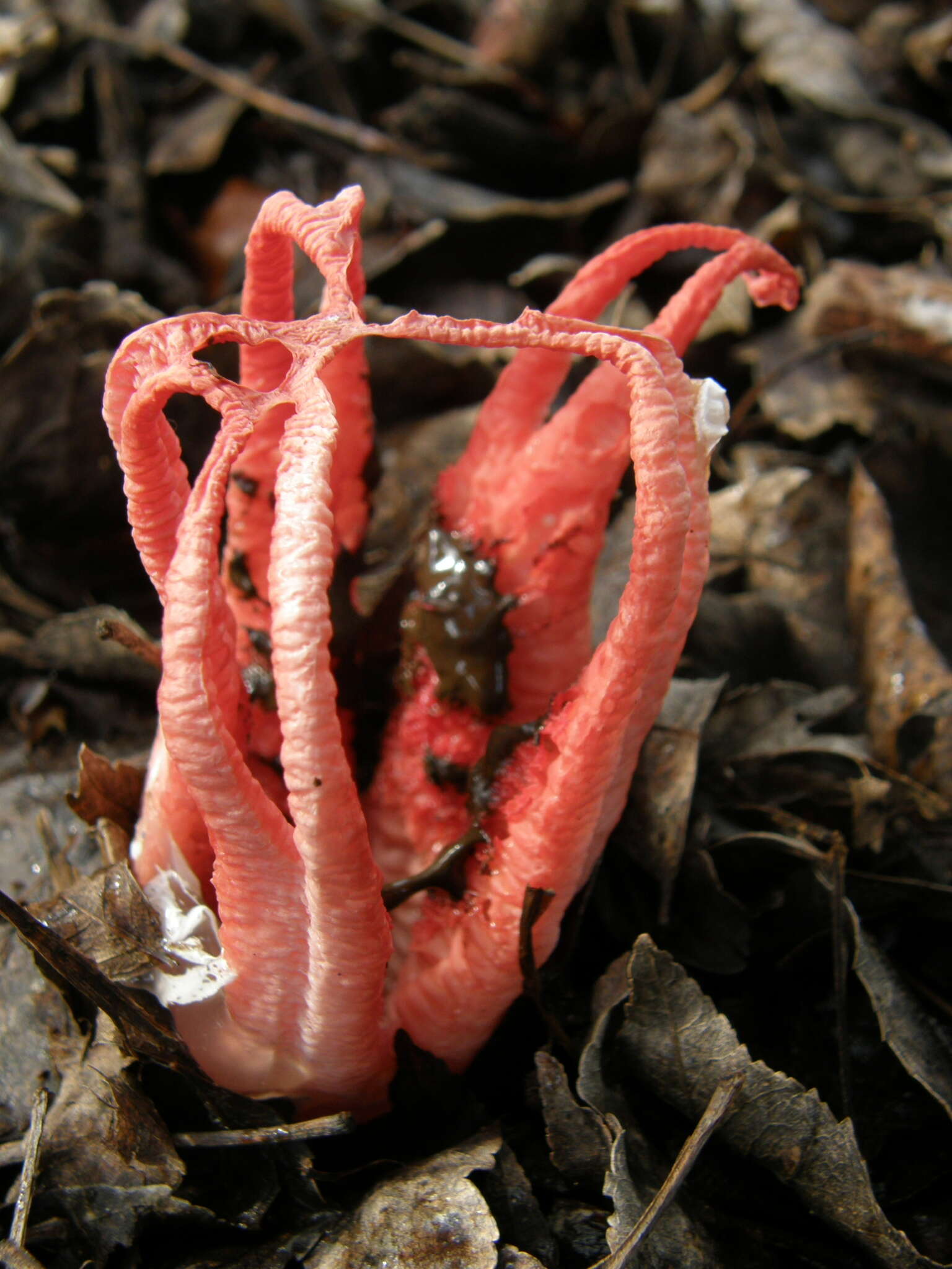 Image of octopus stinkhorn