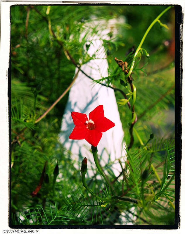 Image of Cypress Vine