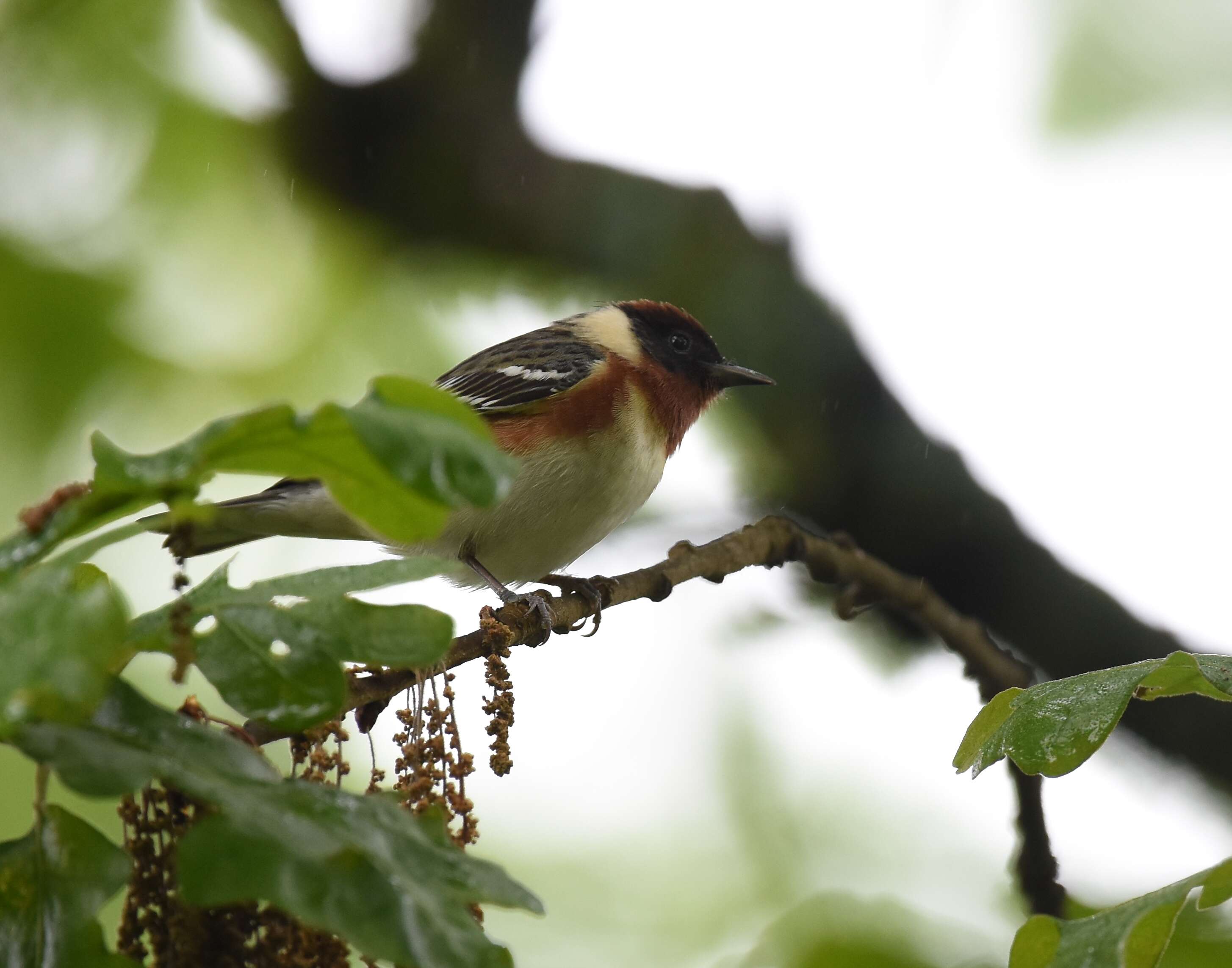 Image of Bay-breasted Warbler