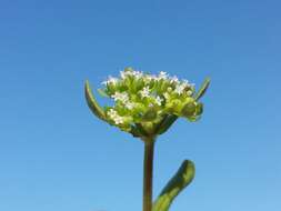 Image of Lewiston cornsalad