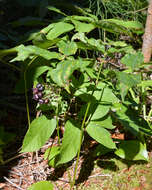 Aralia nudicaulis L.的圖片