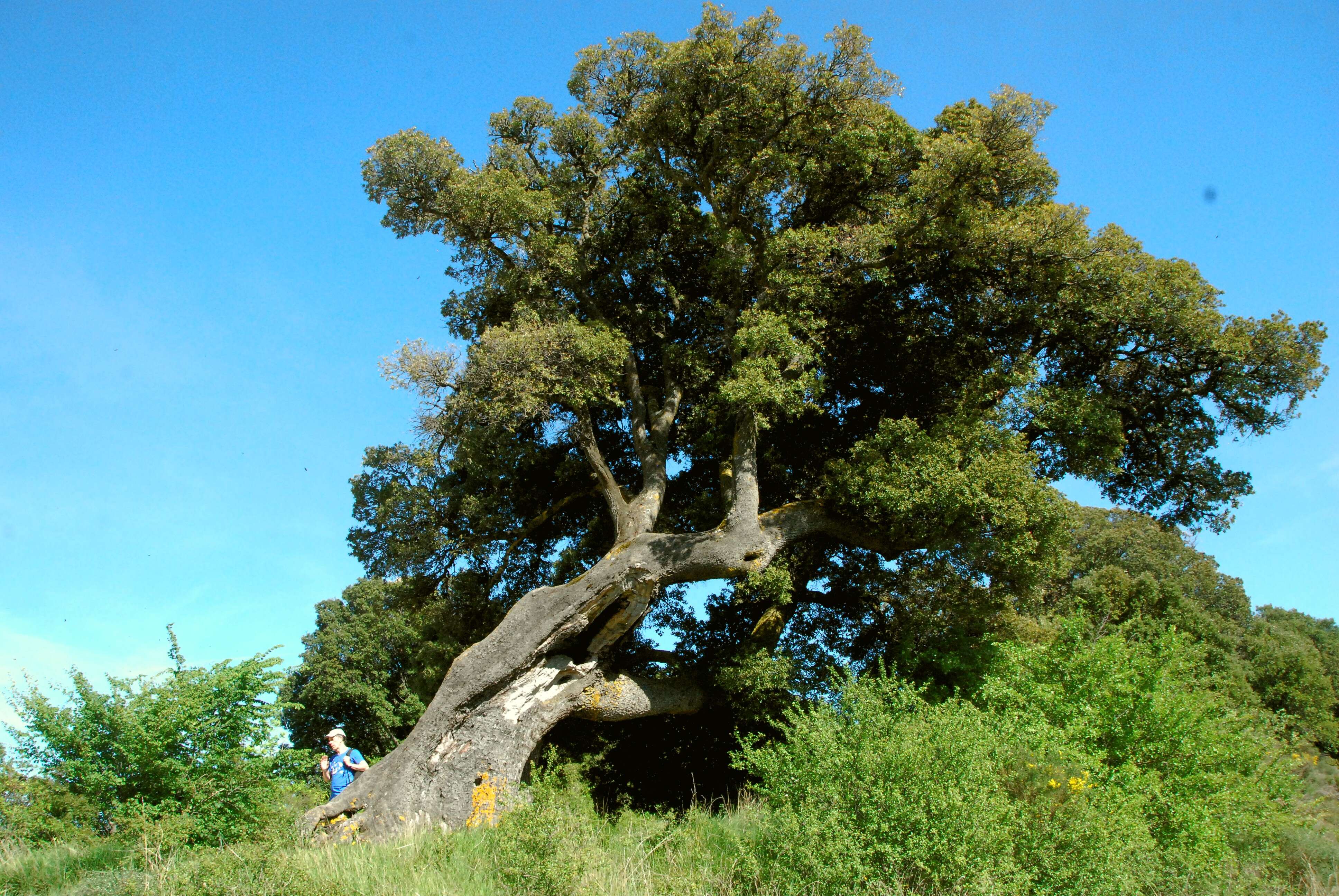 Image of Holm Oak