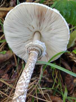 Image of Macrolepiota procera (Scop.) Singer 1948