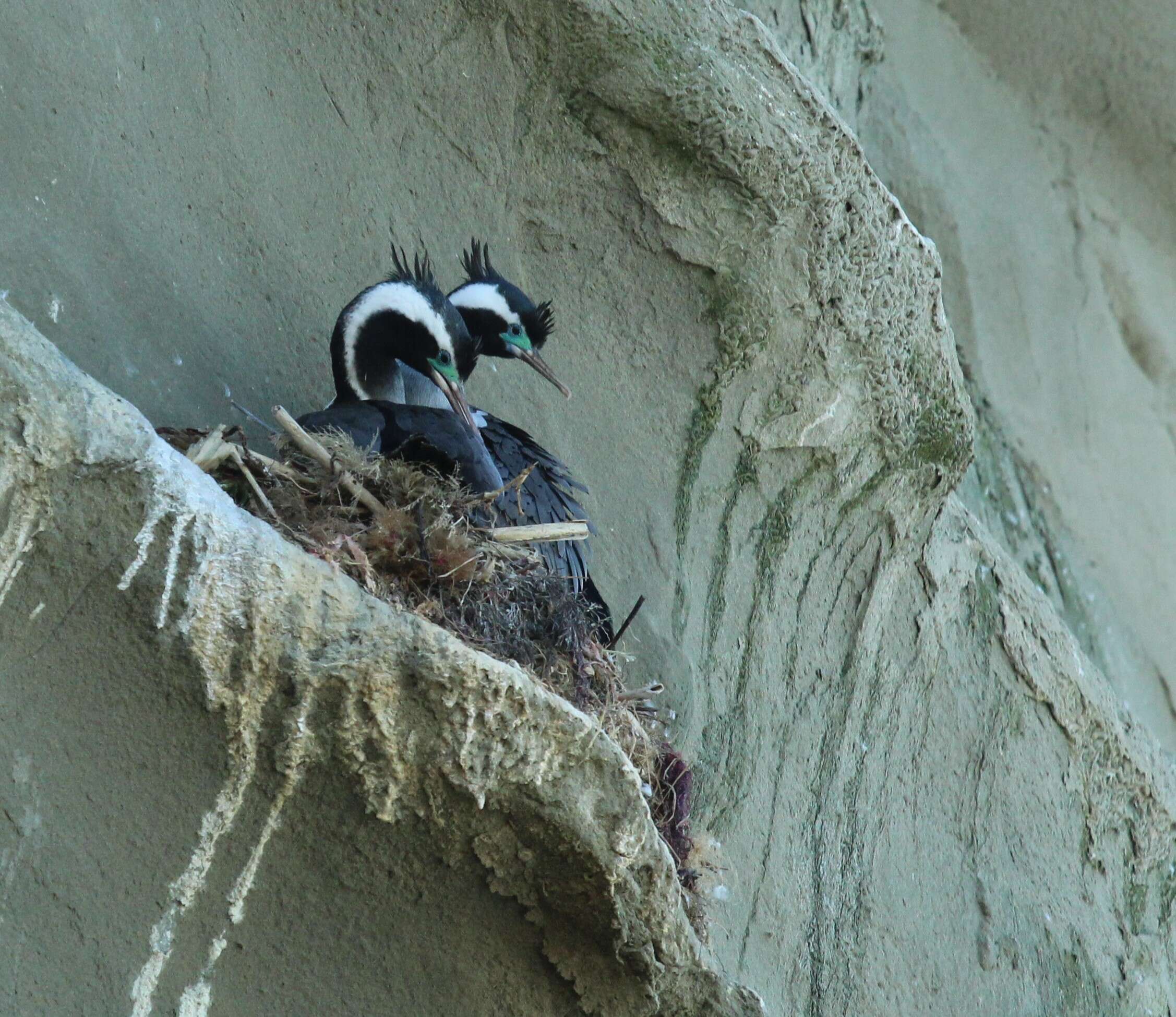 Image of Spotted Shag