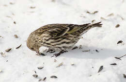 Image of Pine Siskin