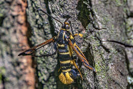 Image of Yellowlegged Clearwing Moth