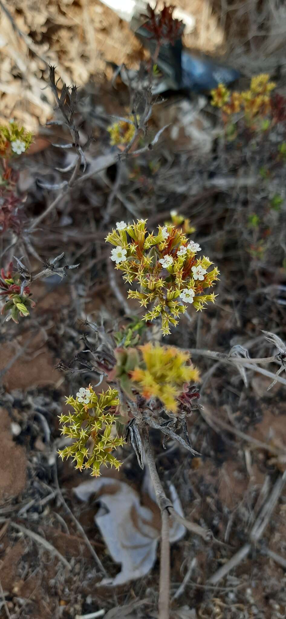 Image of spineflower