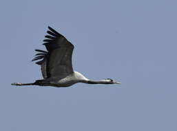 Image of Common Crane