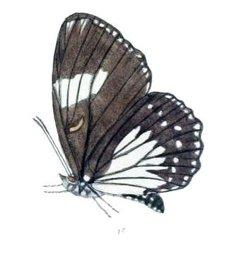 Imagem de Euripus nyctelius Doubleday 1845