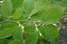 Imagem de Hamamelis mollis Oliv.