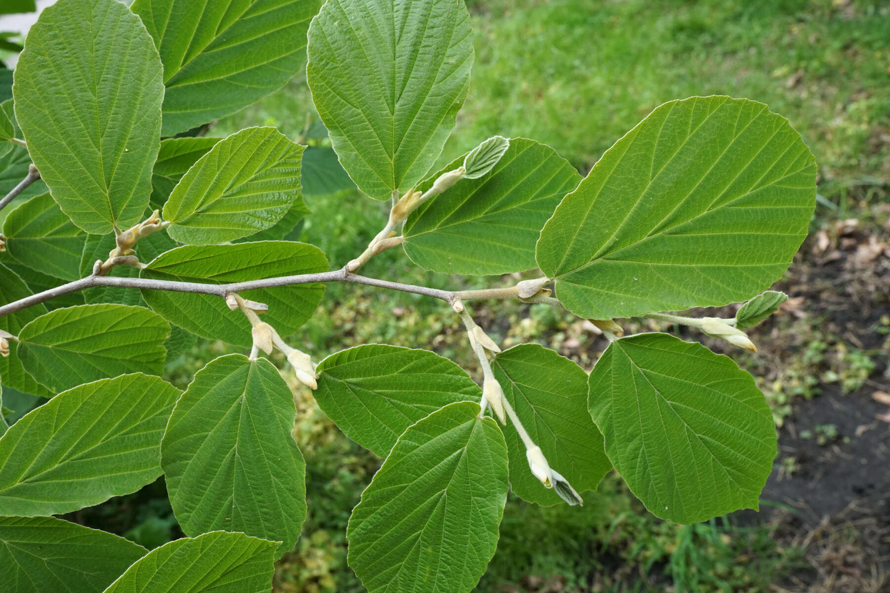 Imagem de Hamamelis mollis Oliv.