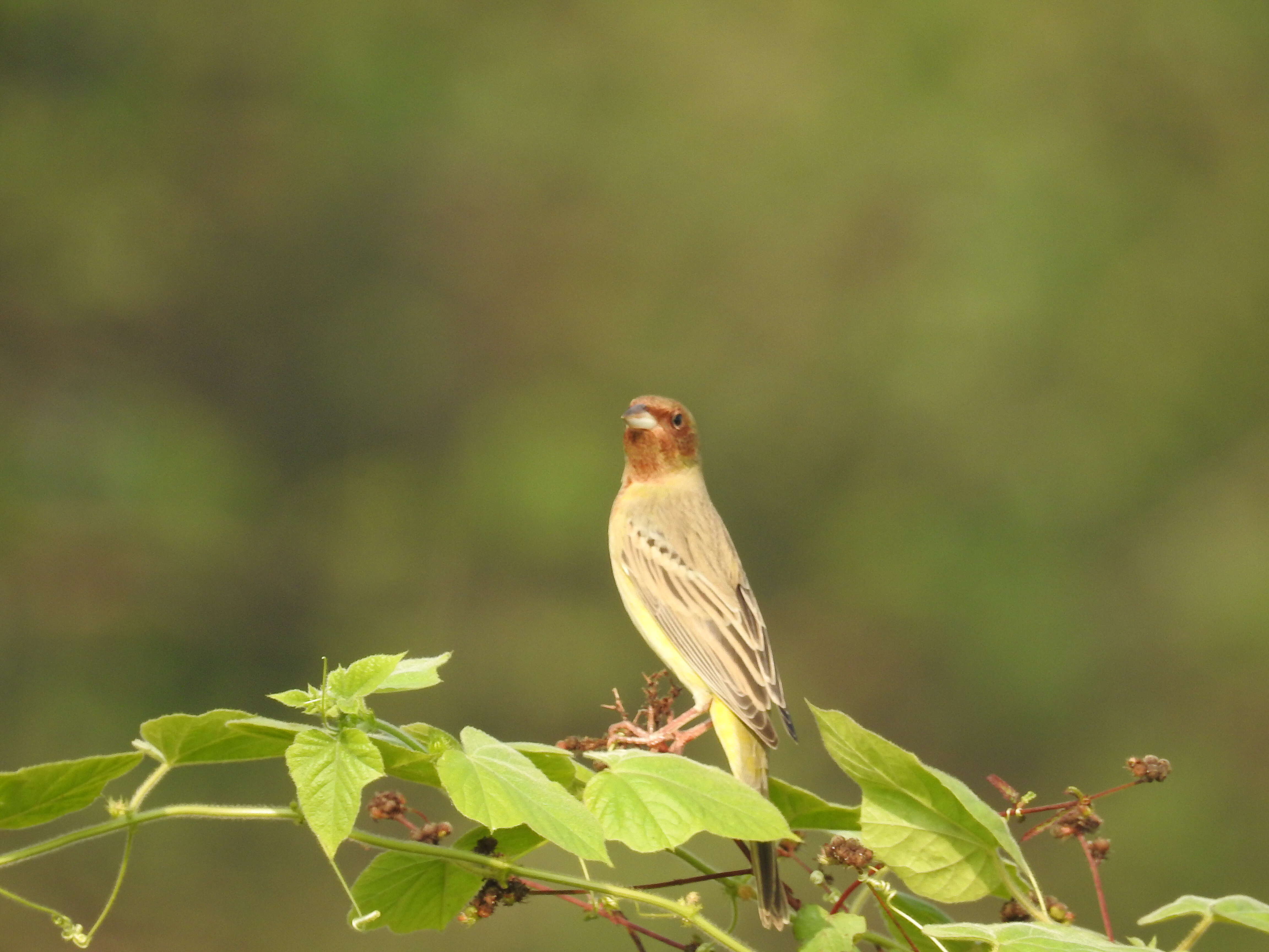 Image of Brown-headed Bunting