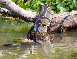 Image of African rock python