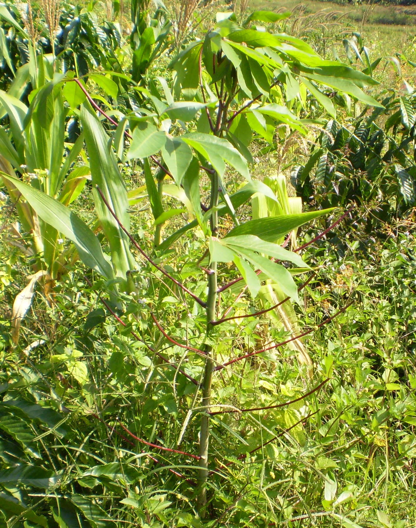 Image of cassava