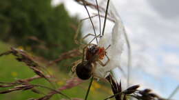 Слика од Cheiracanthiidae