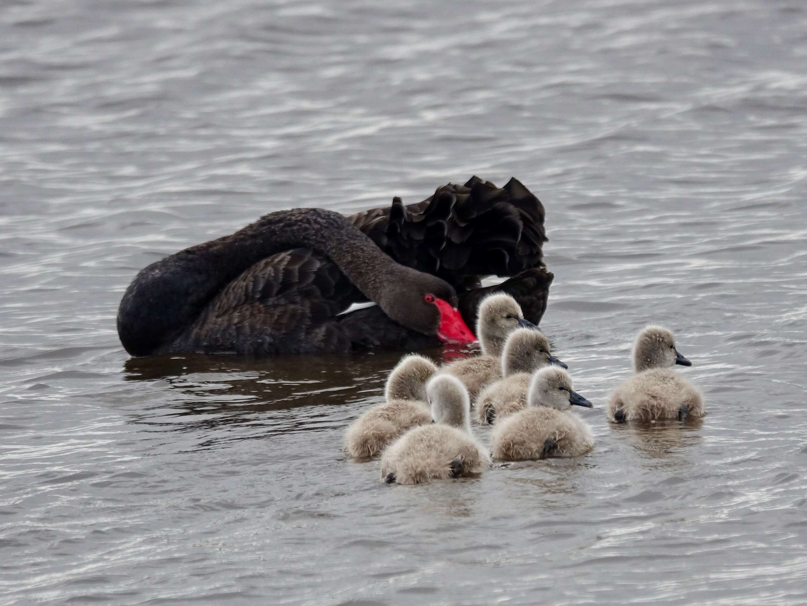 Image of Black Swan