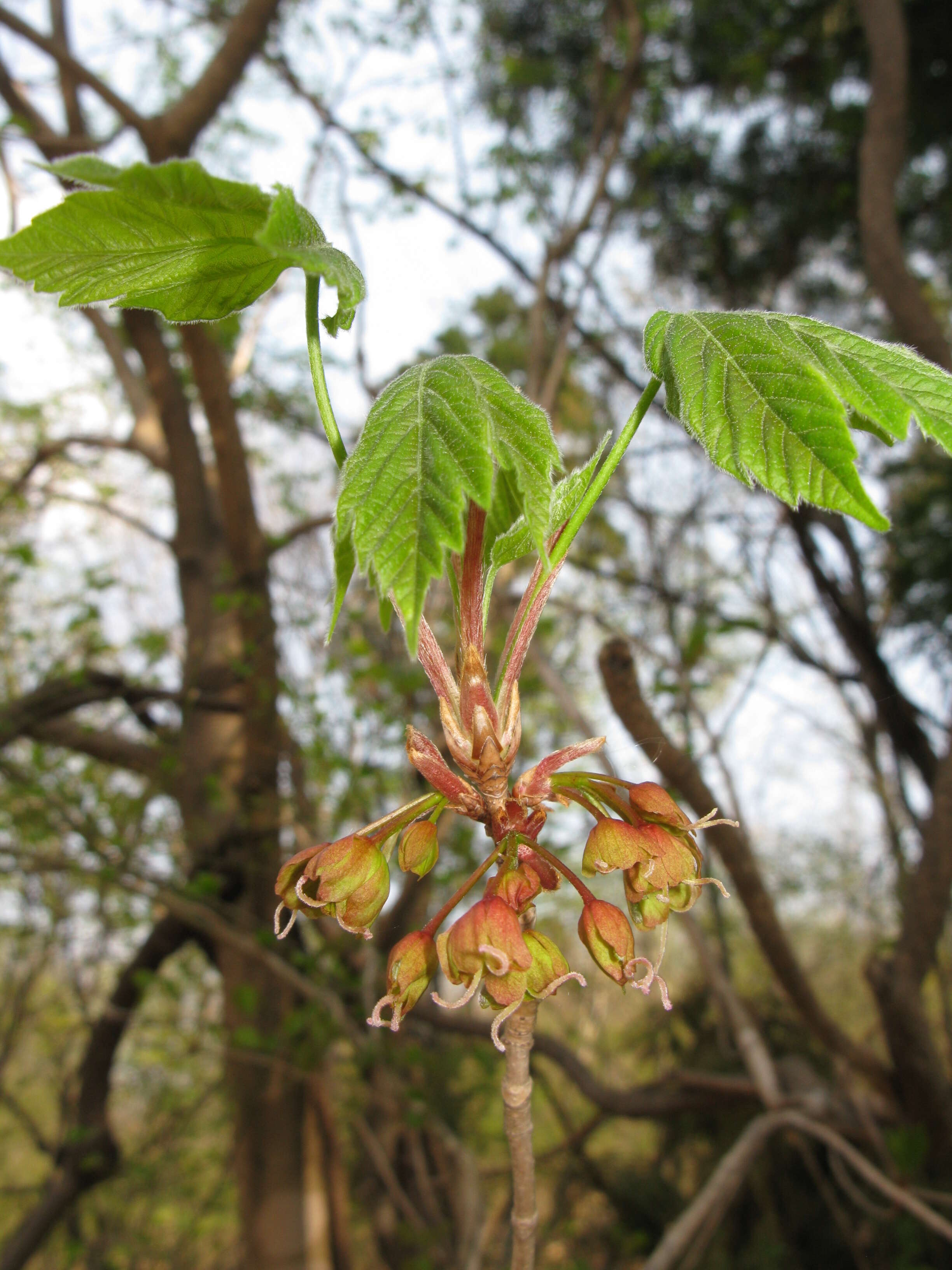 Image of Devil maple