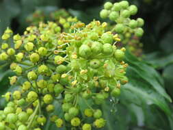 Hedera nepalensis K. Koch resmi