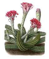 Image of Echinocereus scheeri (Salm-Dyck) Scheer