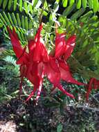 Слика од Clianthus