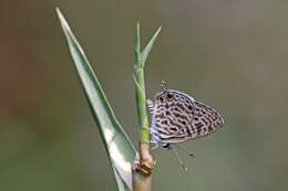 Image of Leptotes rabefaner