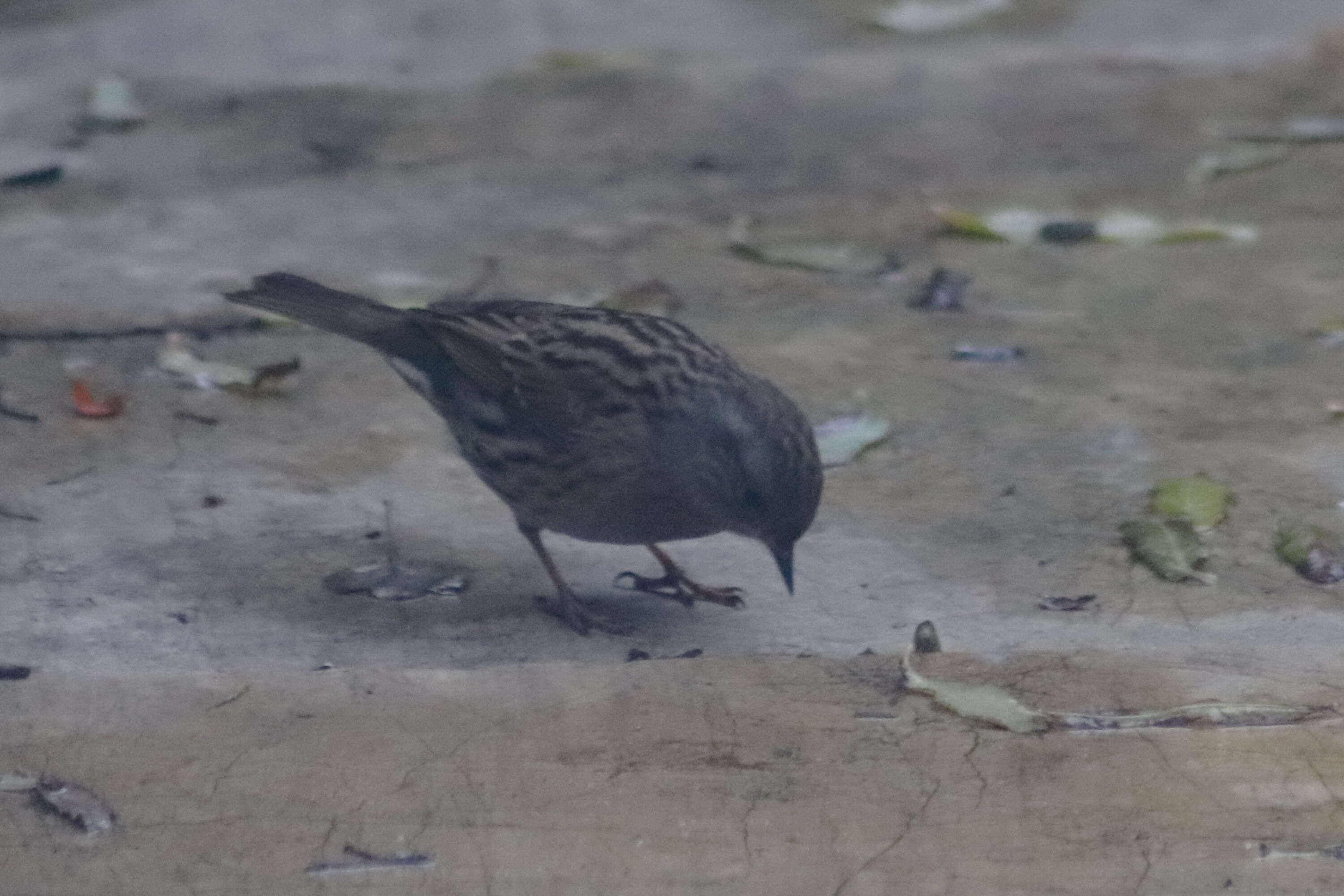 Image of Dunnock