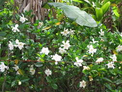 Image of Cape jasmine