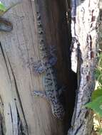 Image of Brazilian gecko