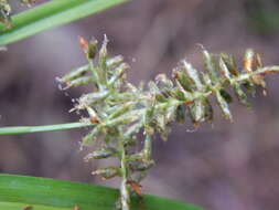 Image de Cyperus hillebrandii Boeckeler