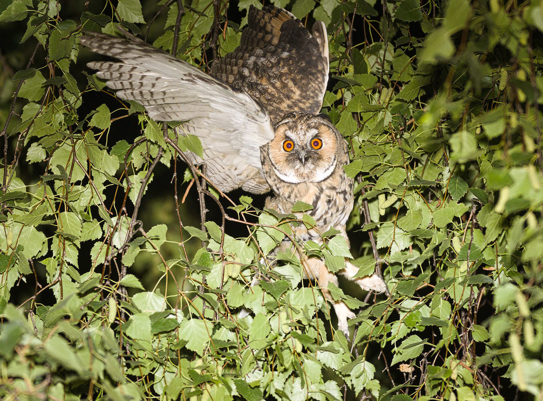 Image of Long-eared Owl