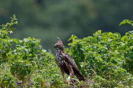 Nisaetus cirrhatus (Gmelin & JF 1788) resmi