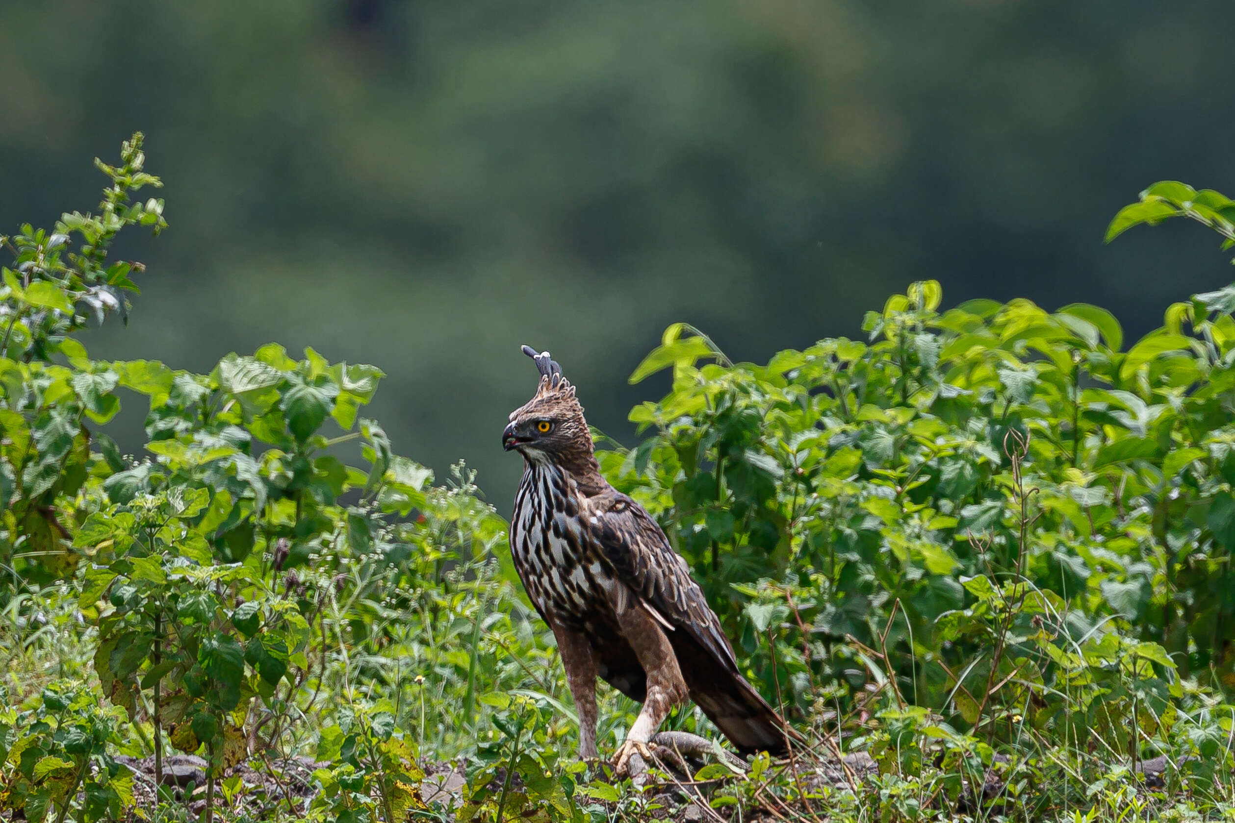 Nisaetus cirrhatus (Gmelin & JF 1788) resmi