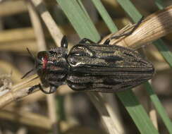 Image of Chrysobothris quadrilineata Le Conte 1860