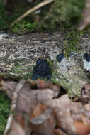 Image of Black Witches' Butter