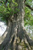 Image of Eurasian elm