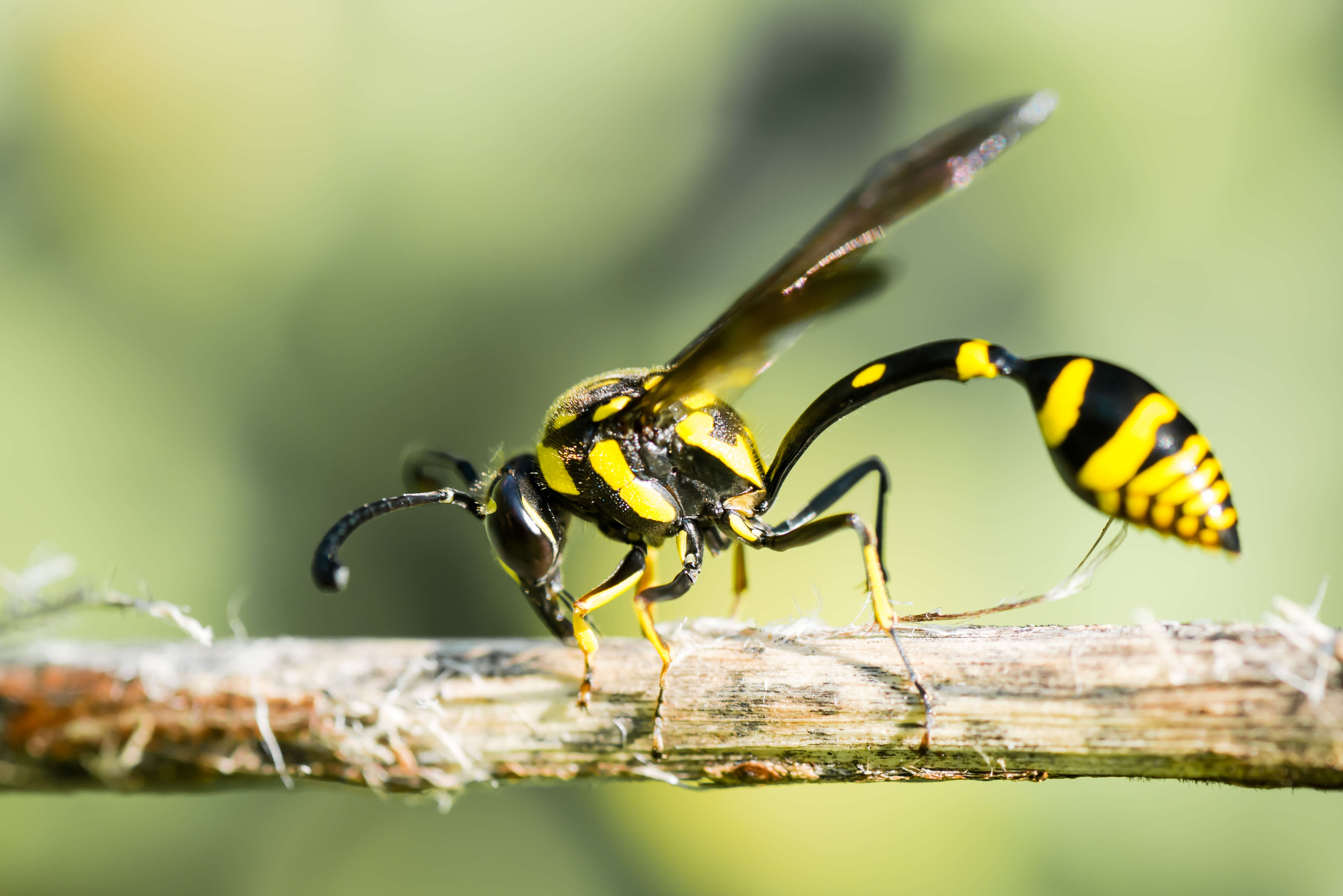 Phimenes flavopictus (Blanchard 1845)的圖片