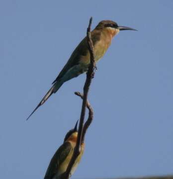 Image of Blue-tailed Bee-eater