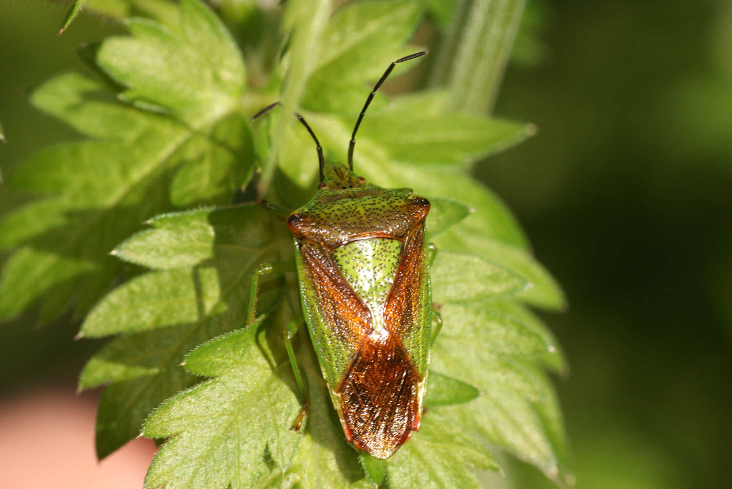 Image of Acanthosoma haemorrhoidale