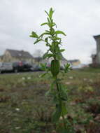 Image of St John's wort