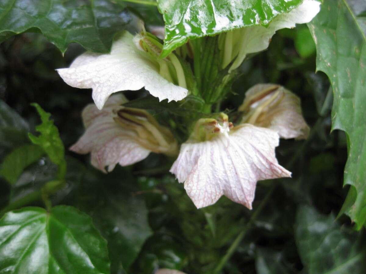 Image of Acanthus montanus (Nees) T. Anders.