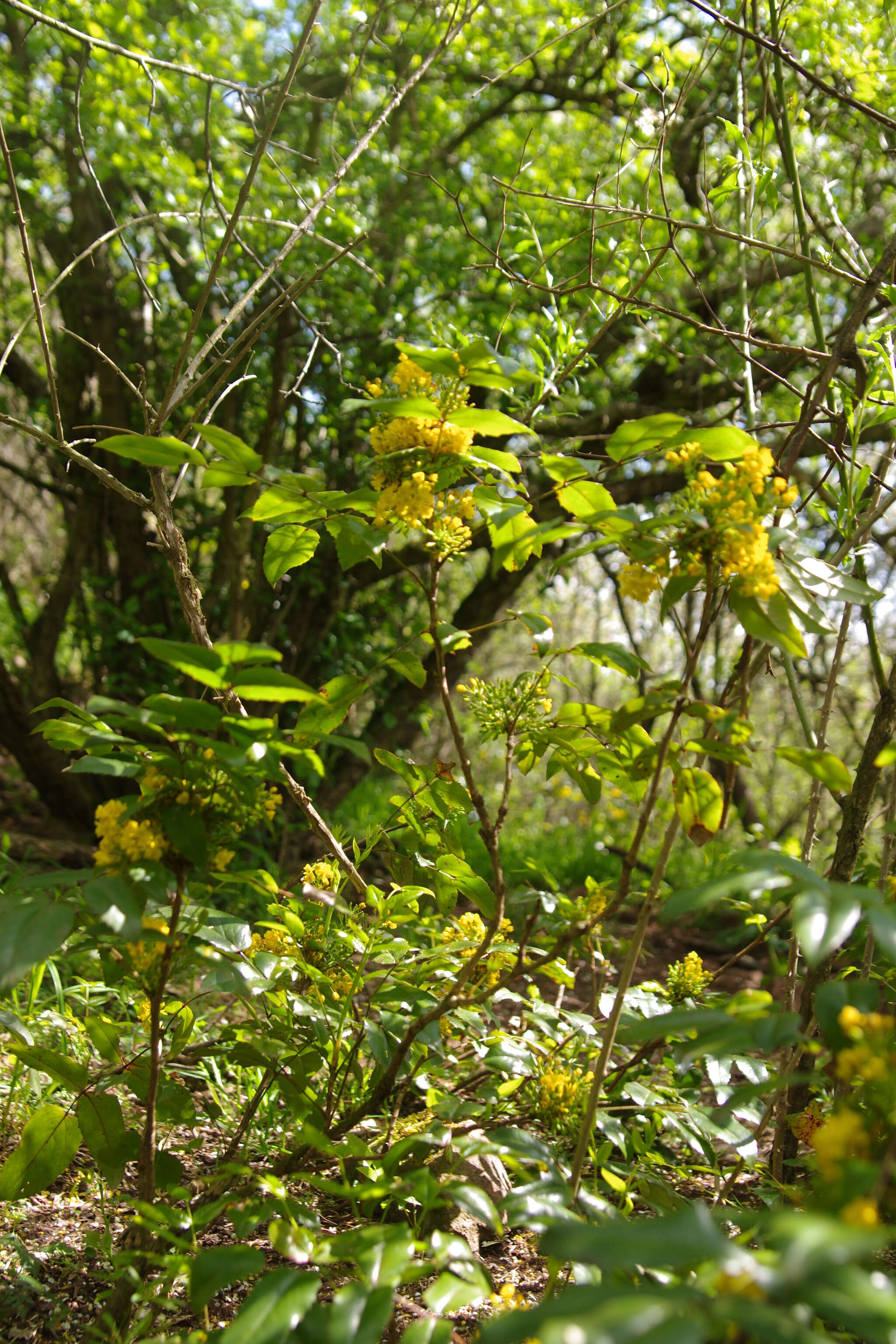 Image of Hollyleaved barberry