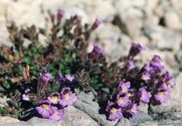 Image of Chaenorhinum origanifolium (L.) Fourr.