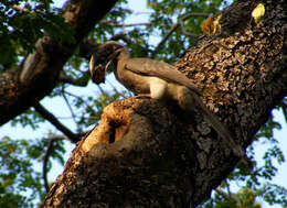 Image of Indian Grey Hornbill