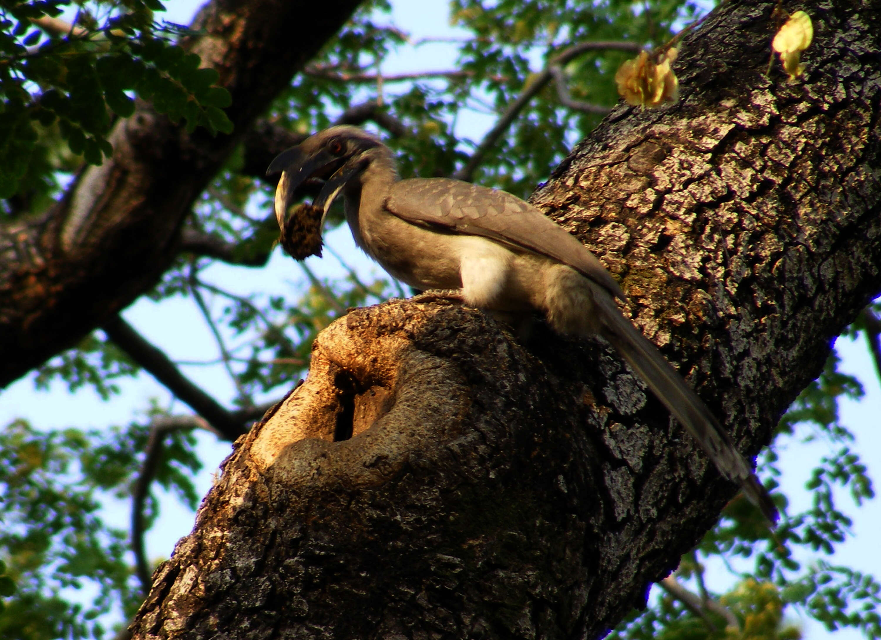 Image of Indian Grey Hornbill