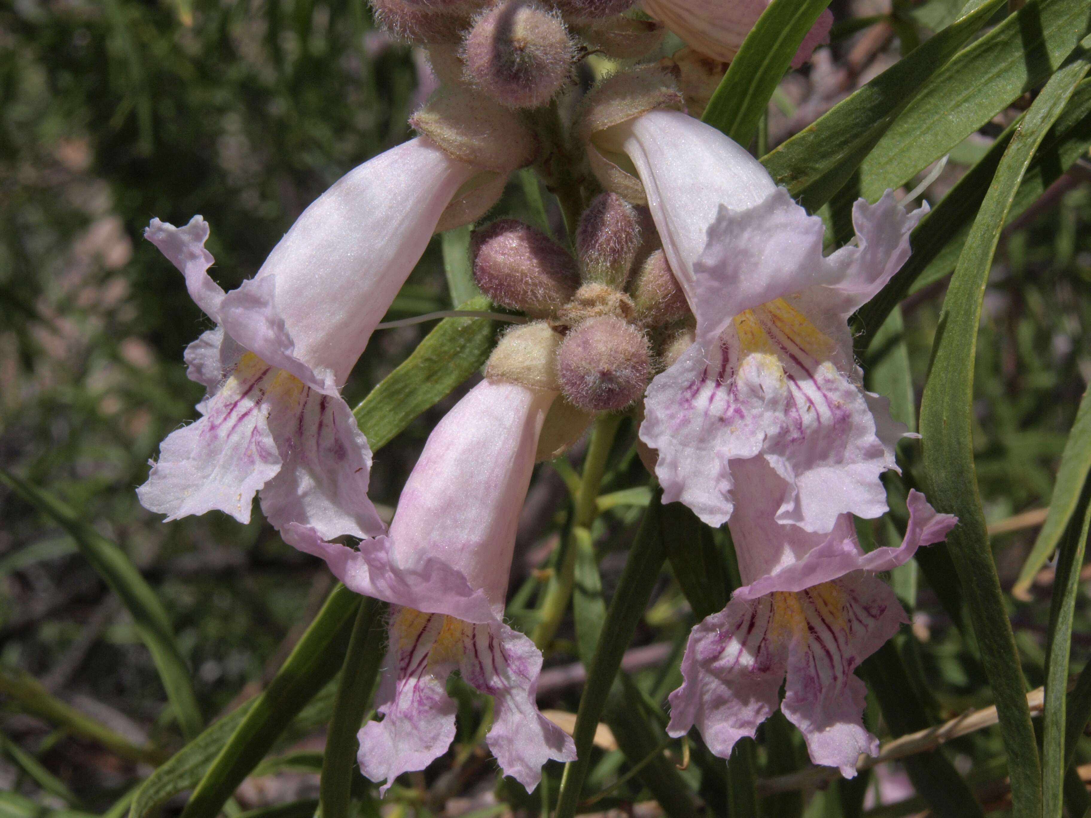 Image of desert willow