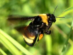 Image of Black and Gold Bumble bee