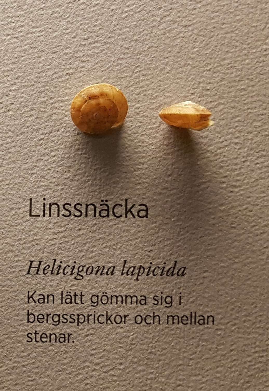 Imagem de Helicigona lapicida (Linnaeus 1758)